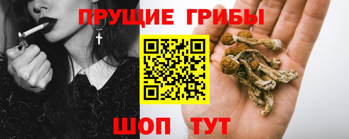 где купить наркотик  Вход с VPN  Сухой Лог  Псилоцибиновые грибы прущие грибы 